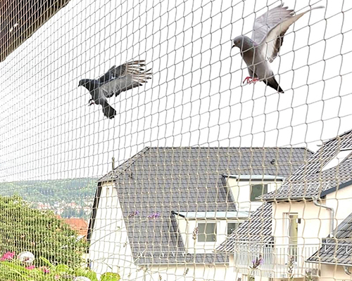 Pigeon Net